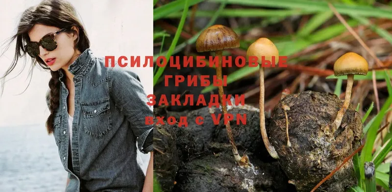 Галлюциногенные грибы Psilocybe  Приморско-Ахтарск 